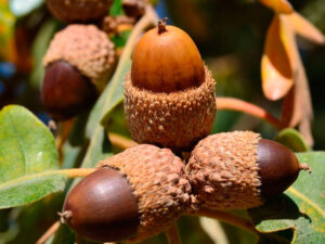 Beneficios de las bellotas en el jamón ibérico